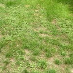 Mauvaises herbes jardin, mousse, champignons… comment éviter tout cela ?