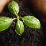 Les engrais naturels pour le jardin