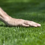 Green Grass