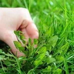 7mauvaises_herbes