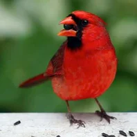 oiseau