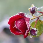 Comment réparer les dégâts causés à votre jardin en hiver