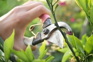 Blog équip'jardin - Comment réparer les dégâts causés à votre jardin en hiver Pruning branches in the yard.