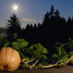 Jardiner avec la lune : Calendrier 2015
