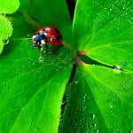 Produits phytosanitaires et autres pesticides, chronique d’une fin annoncée !