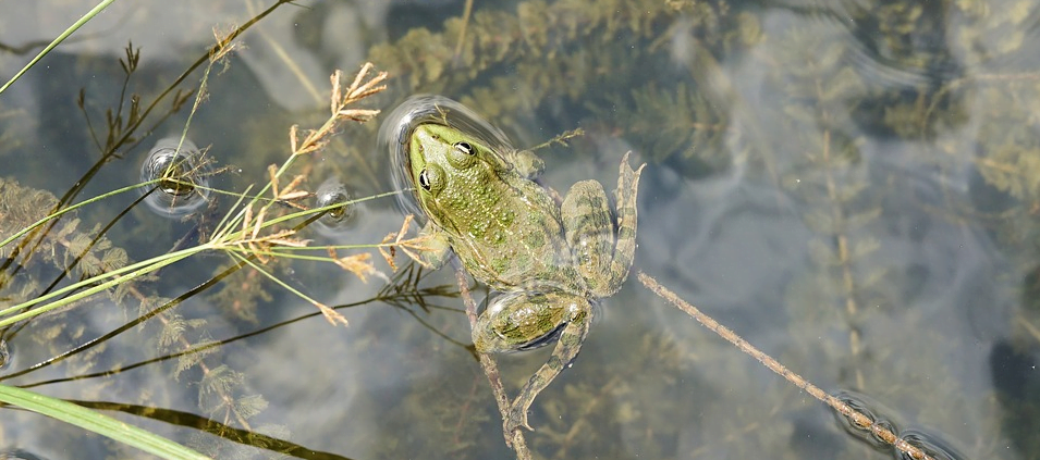 Installer un bassin naturel dans son jardin