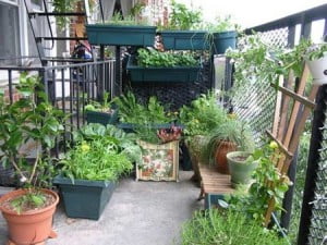 des-fruits-et-legumes-au-balcon_2192622-L