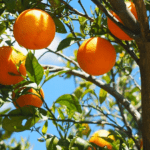 Arbre fruitier en pot pour terrasses & balcons urbains !