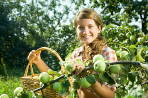 young farm girl picking apple