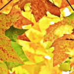 Profiter de son jardin en automne