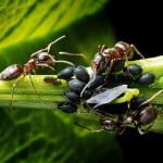 Fourmis au jardin : Le guide pour lutter contre les fourmis au naturel