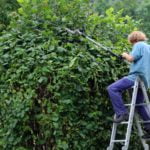 landscape-gardener-409147