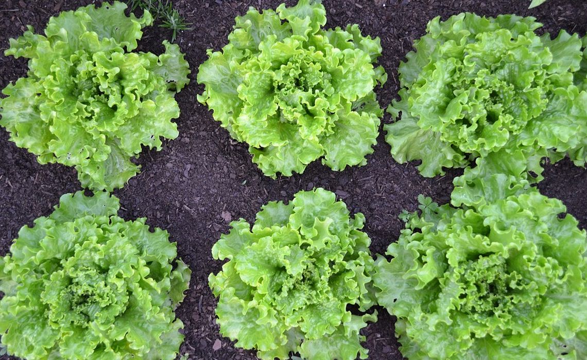 Comment créer son potager BIO : débuter dans le bio, c’est bio !