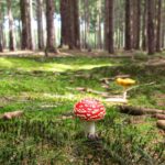 Activités : C’est la saison de la cueillette des champignons