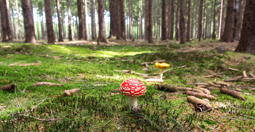 rp_fly-agaric-417647-1024×533.jpg