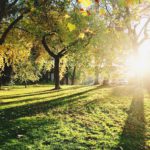 Novembre au jardin : quelles sont les activités ?