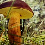 champignons mushroom-1533846