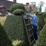 topiary-898927