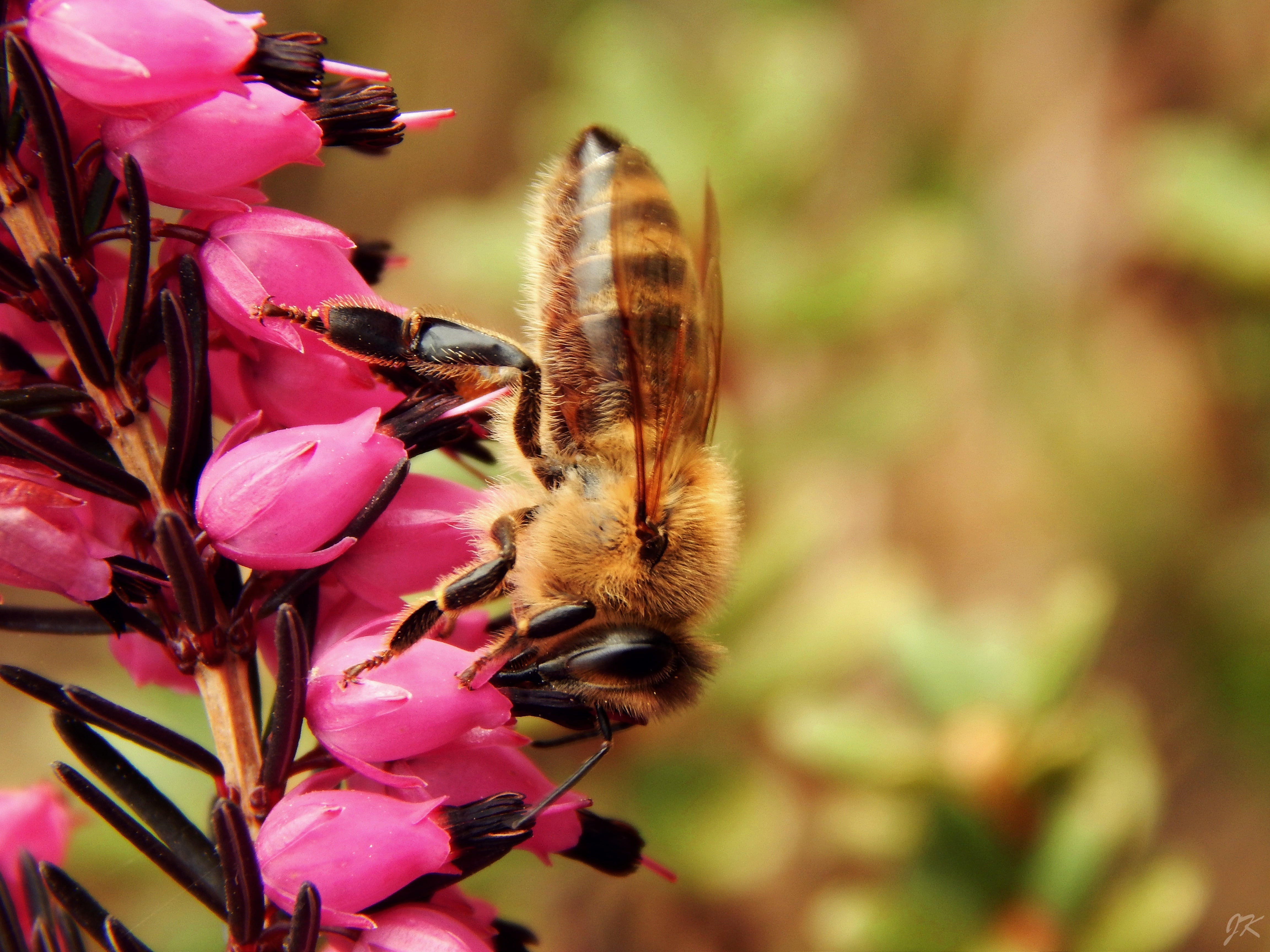 bee-317371 Blog équip'jardin bee 317371