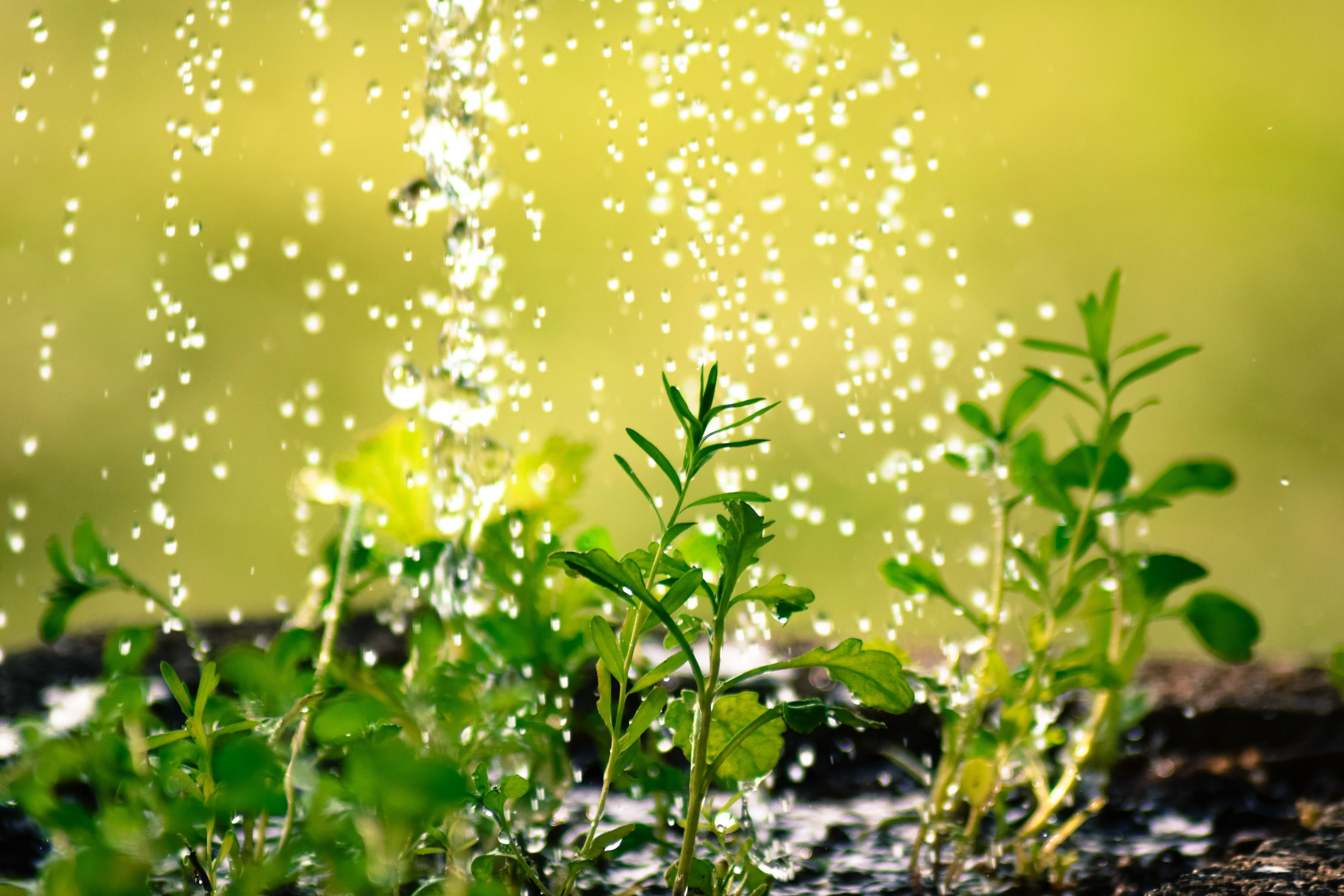 Dossier jardin, potager : économiser l&rsquo;eau au jardin