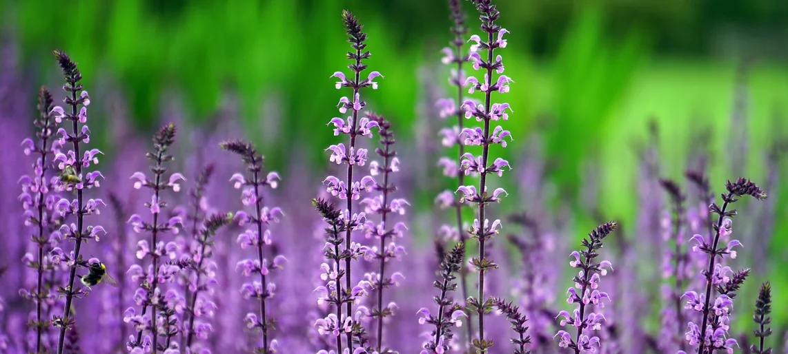 Fertiliser son jardin au naturel