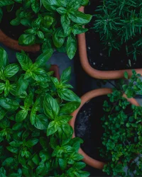 aromatic_garden.png