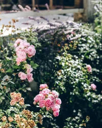 english_garden.png