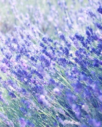 mediterraneen_garden.png