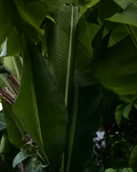 tropical_garden.png
