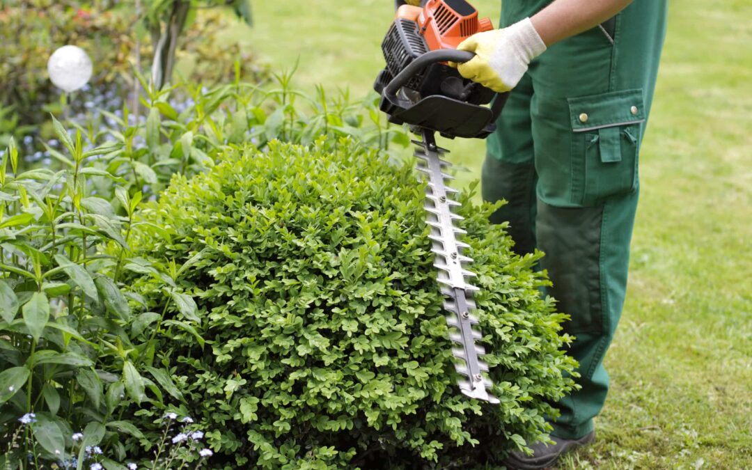 Blog équip'jardin - Accueil Comment choisir un taille-haie ?