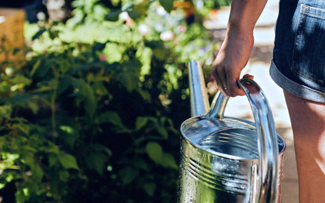 Blog équip'jardin - Accueil Comment bien arroser une haie : Guide complet et astuces