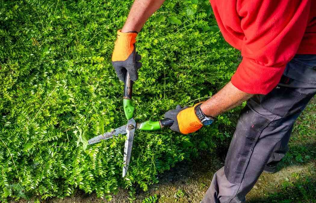 Blog équip'jardin - Accueil Quels outils pour tailler une haie ?