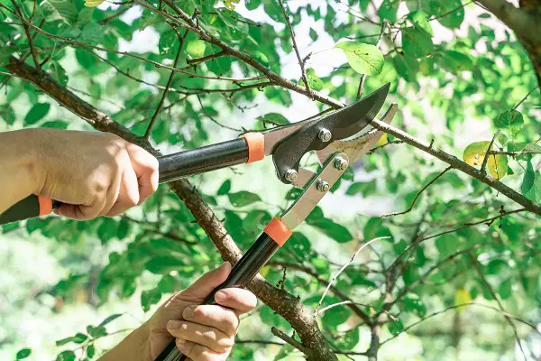 Blog équip'jardin - Quels outils pour tailler une haie ? Blog équip'jardin coupe branches manuel