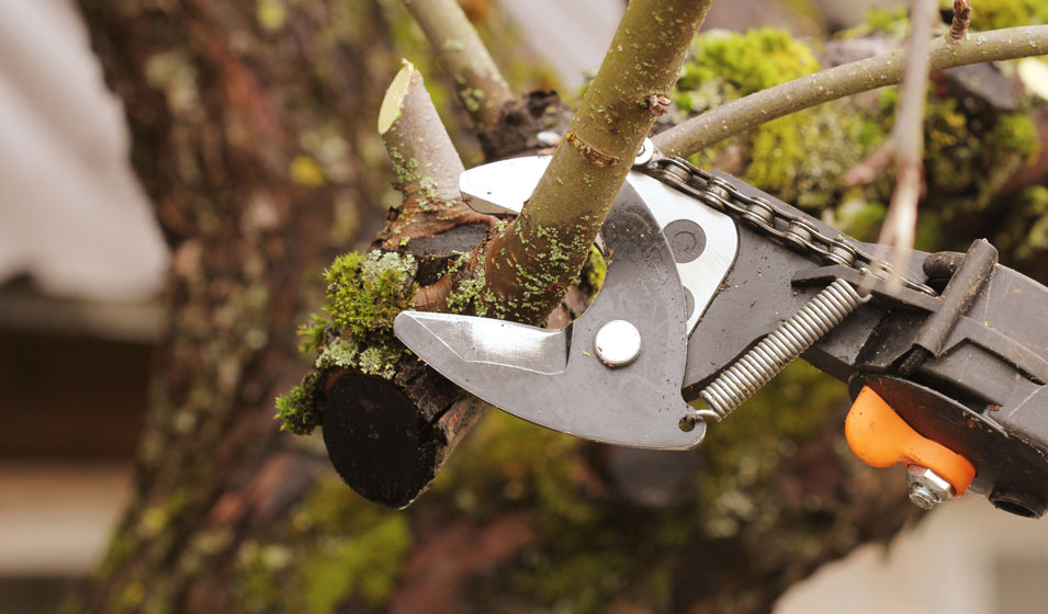 Blog équip'jardin - Accueil Comment choisir ses outils à main pour tailler branches et buissons ?