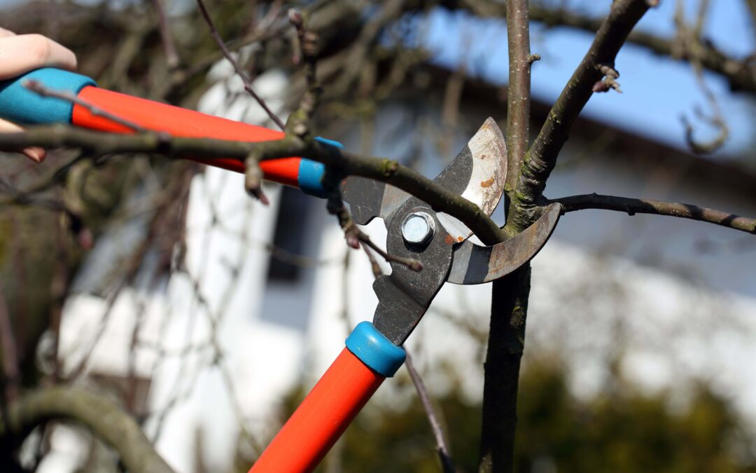 Blog équip'jardin - La vie equip'jardin Comment choisir son coupe-branches ?