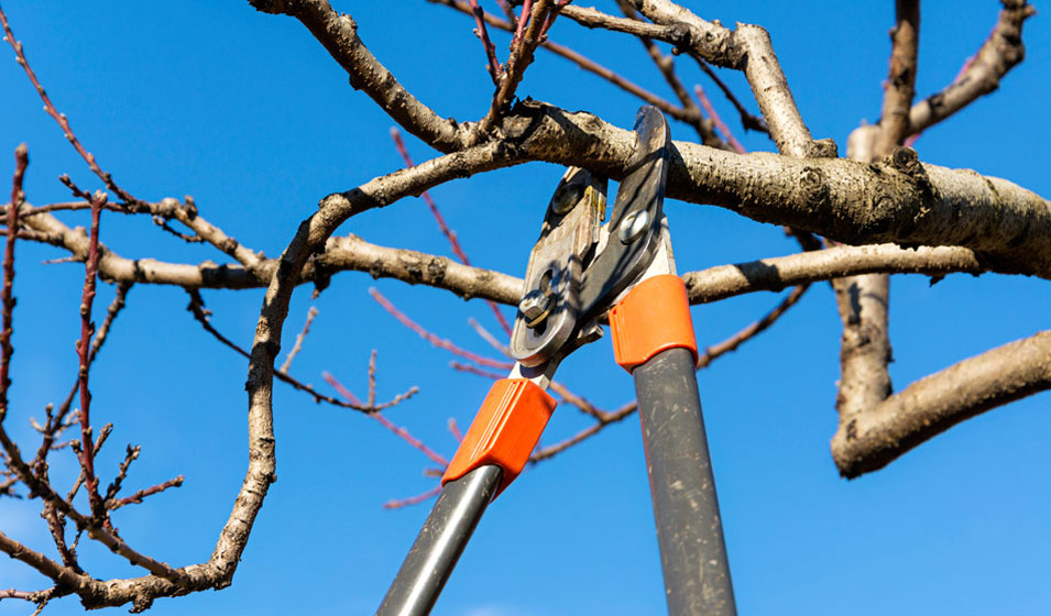 Blog équip'jardin - Accueil Comment tailler un arbre ou un arbuste ?