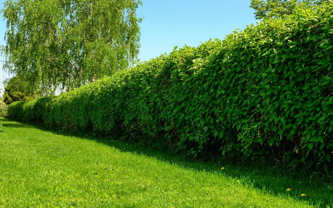 Blog équip'jardin - Accueil Réglementation sur la Taille des Haies : Ce que Vous Devez Savoir